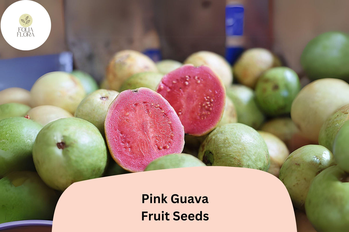 Tropical Fruit Tree Seeds – Organic Pink Guava (Psidium cattleianum) – Exotic Strawberry Guava Seeds for Home Garden