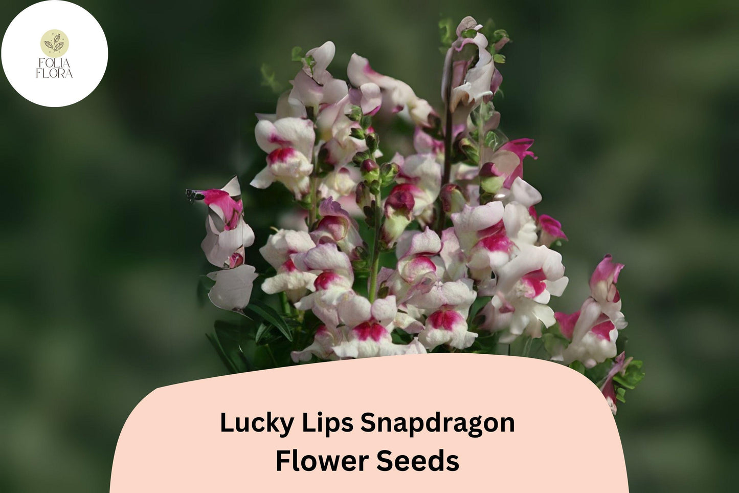 Antirrhinum majus Lucky Lips Snapdragon Seeds – Bi-Color White and Pink-Red Blooms, Pollinator-Friendly, Cut Flower, 1000+ Seeds