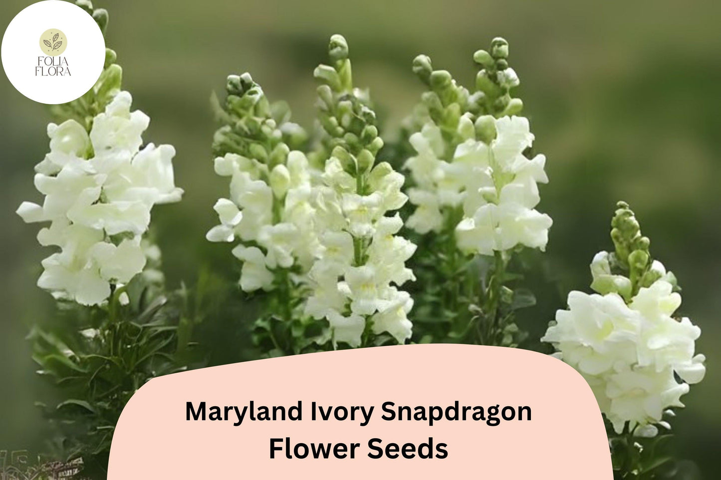 Antirrhinum majus Maryland Ivory Snapdragon Seeds – 1000+ Double-Petaled, Ivory Blooms for Garden & Cut Flowers