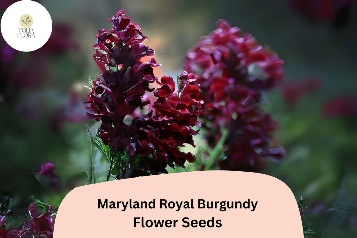 Royal Burgundy Snapdragon Seeds – Deep Wine-Red Blooms, Antirrhinum majus, Pollinator-Friendly, Cut Flower, Full Sun to Partial Shade