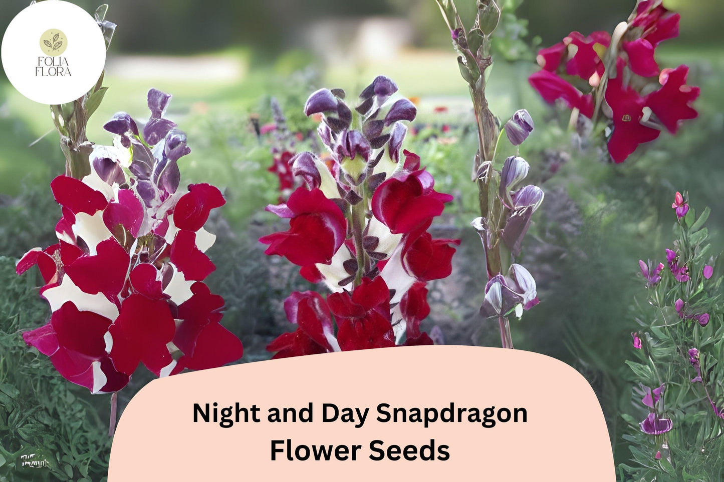 Night and Day Snapdragon Seeds – Bi-Color Red and White Blooms, Pollinator-Friendly, Garden Cut Flowers, Antirrhinum majus