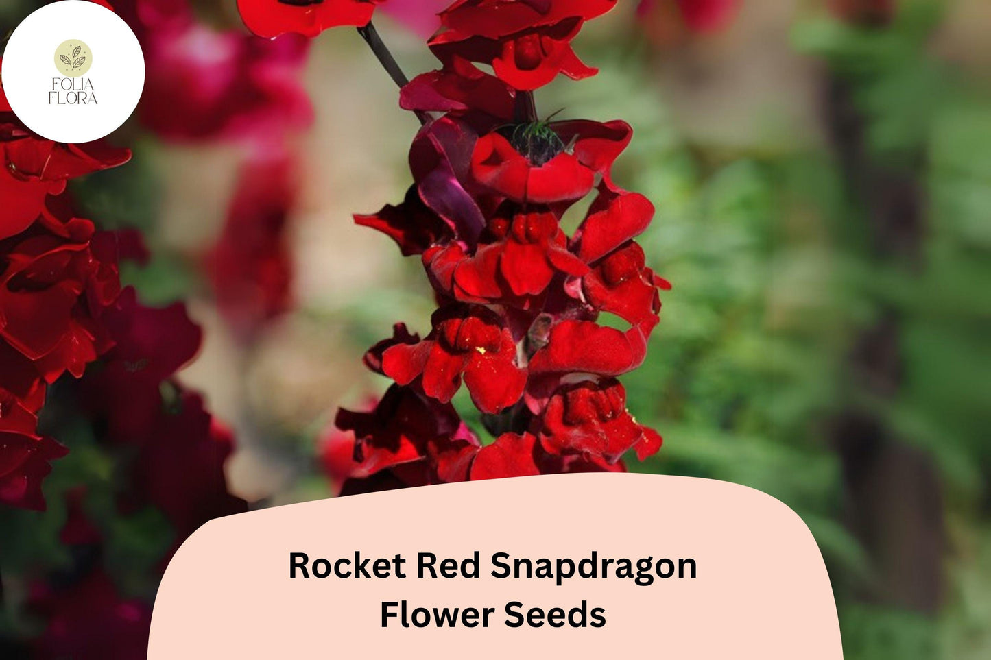 Antirrhinum majus Rocket Red Snapdragon Seeds – 1000+ Deep Red Double-Petaled Blooms for Garden & Cut Flowers
