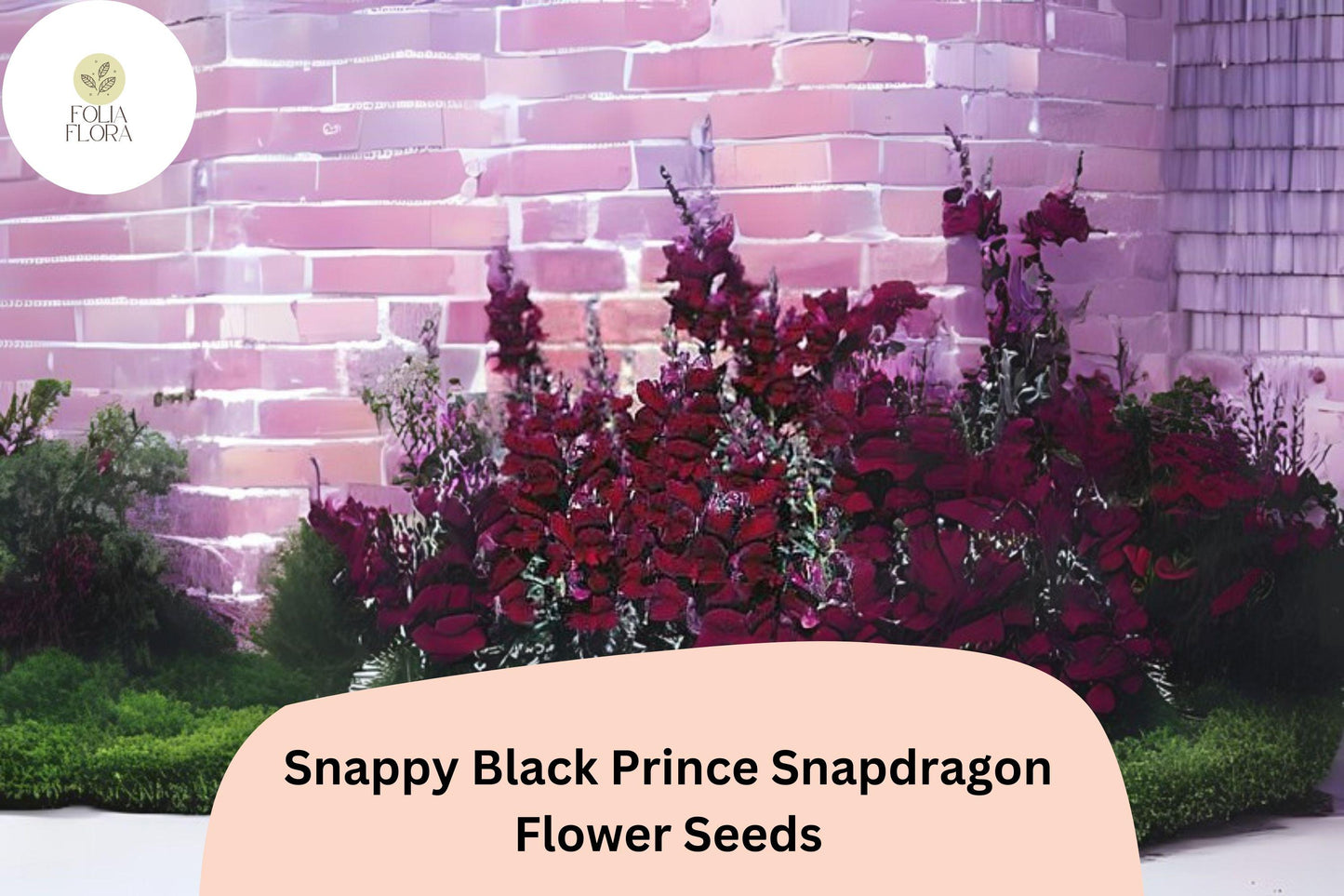 Snapdragon Seeds | 1000+ Snappy Black Prince Variety | Deep Crimson-Red Blooms | Antirrhinum majus