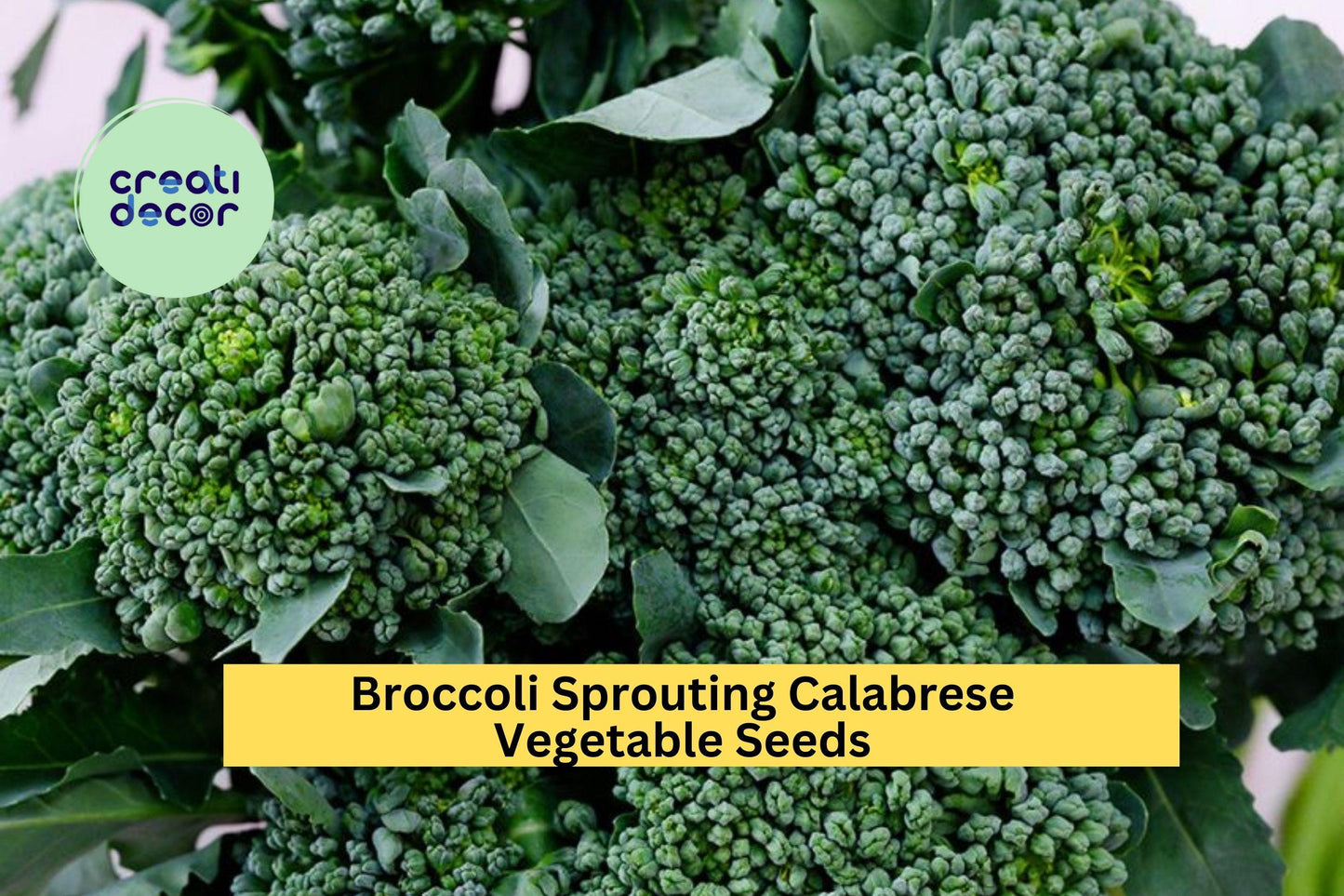 Broccoli Seeds 3 Pack – Green Sprouting Calabrese Heirloom Brassica oleracea var. italica for Garden Beds & Containers