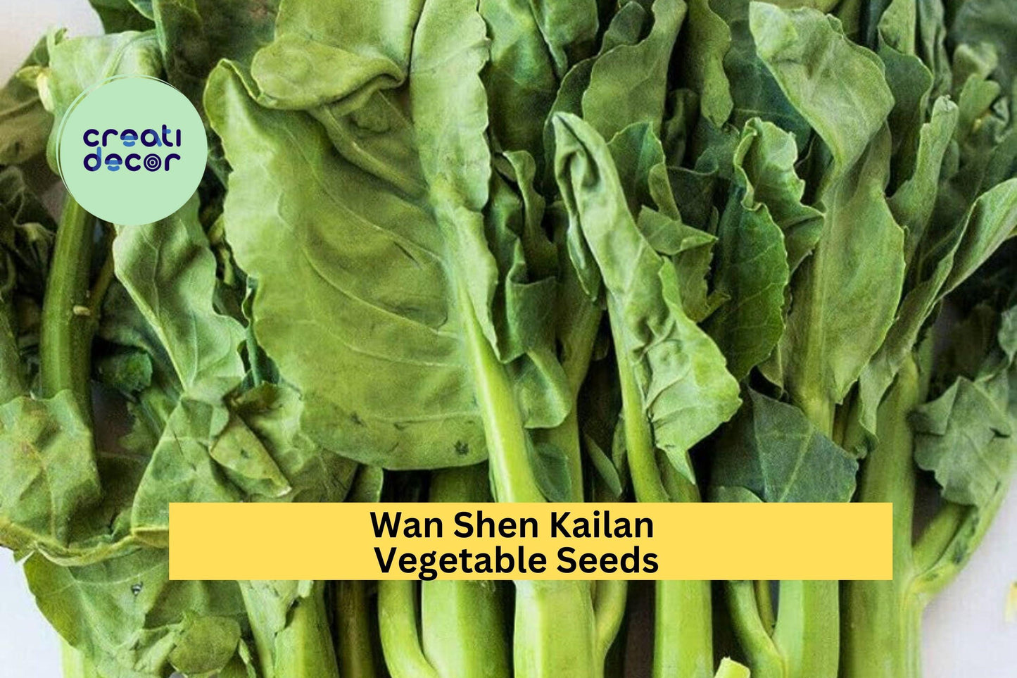 3pcs Wan Shen Kailan Seeds – Chinese Broccoli, Brassica oleracea var. alboglabra, Full Sun, Container & Garden Growing