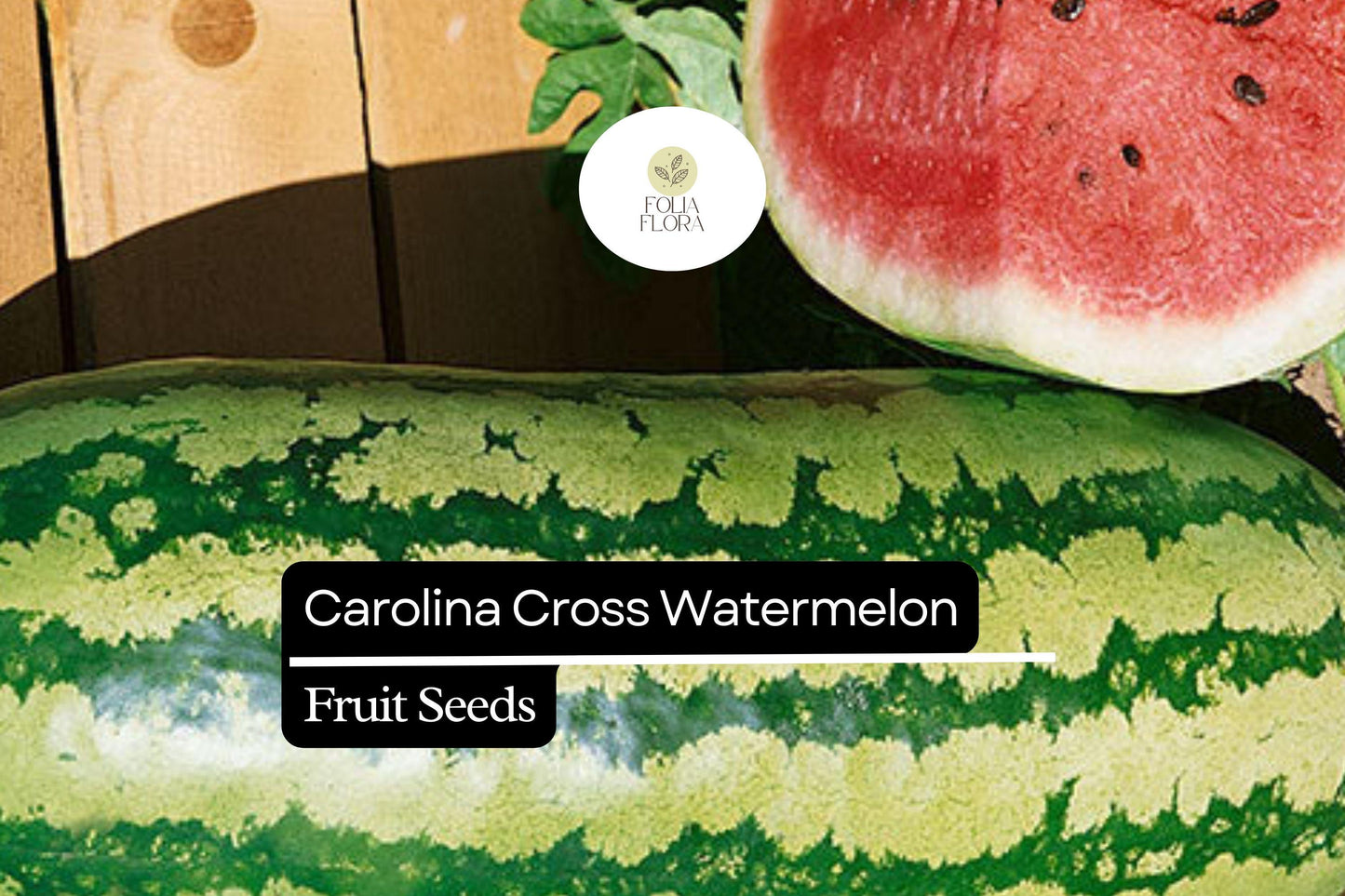 Citrullus lanatus Carolina Cross Watermelon Seeds – Giant Sweet 200 lb Fruit, Heirloom, Full Sun, Drought Tolerant, 50+ Seeds