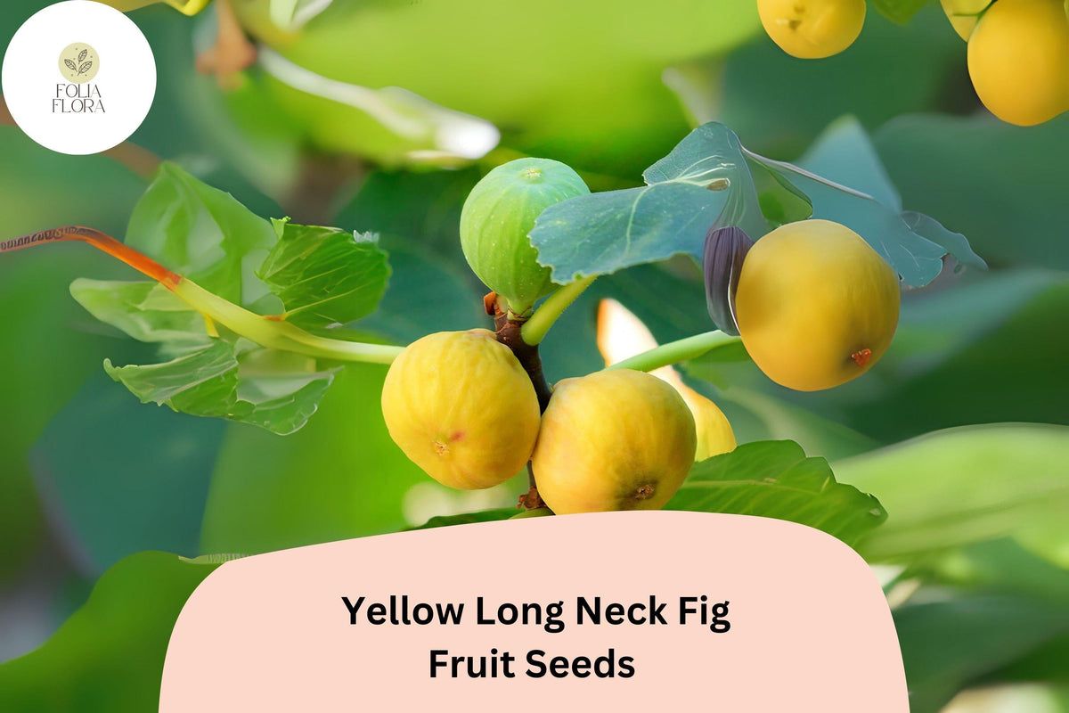Yellow Long Neck Fig Seeds – Ficus Carica, Large Golden Figs, Sweet & Drought-Tolerant, Self-Pollinating, Container Friendly