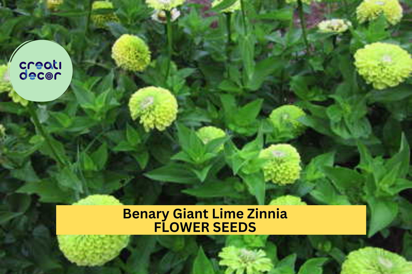 Benary Giant Lime Zinnia Seeds – Large Chartreuse Blooms for Cut Flowers, Pollinator Gardens, Zinnia elegans, 100+ Seeds