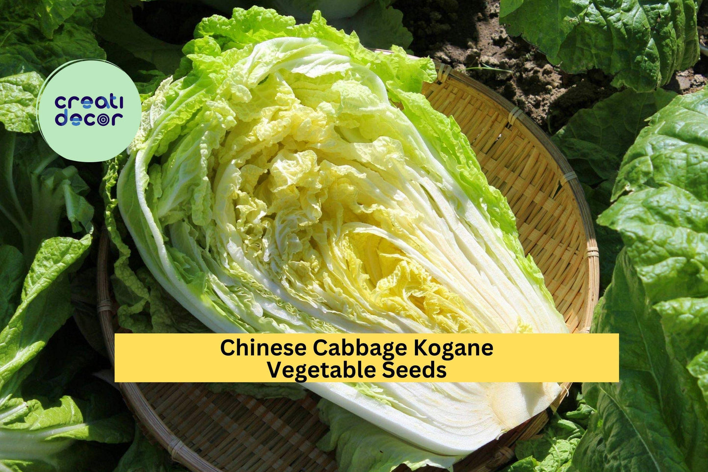 Chinese Cabbage Seeds – Kogane, Brassica rapa subsp. pekinensis, 3 Pack, Crisp Green Leaves & White Stalks for Garden Beds & Containers