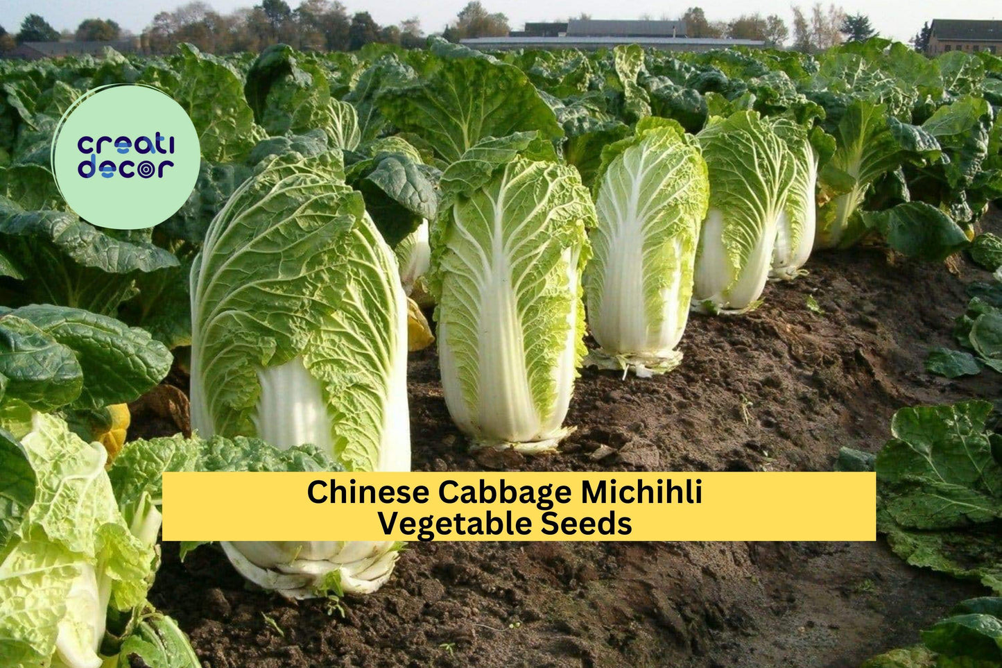 3pcs 500mg Michihli Chinese Cabbage Seeds – Brassica rapa Pekinensis Upright Heading for Garden, Containers, Raised Beds