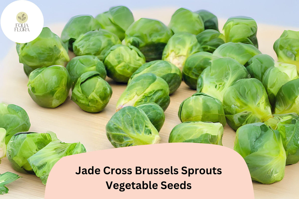 500+ Jade Cross Brussels Sprouts Seeds – Hybrid, Cold-Hardy, High-Yield, Compact Green Vegetable Seeds