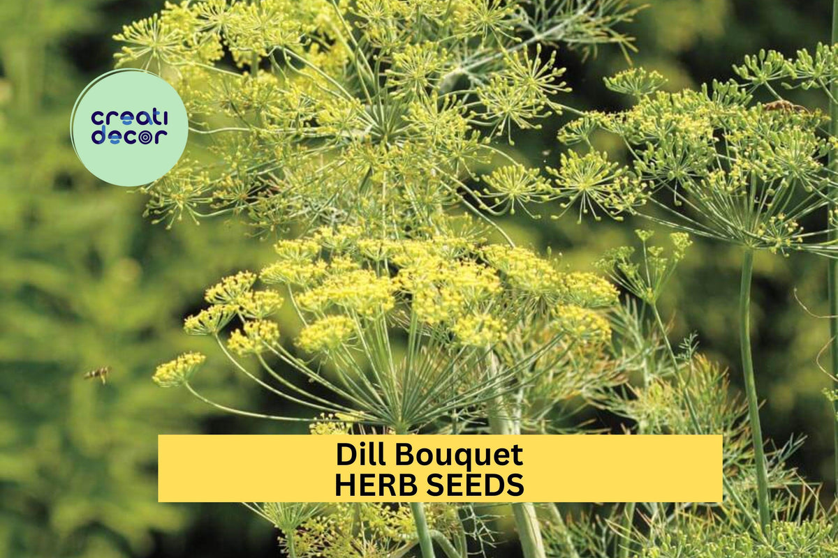 3pcs Dill Bouquet Seeds – Anethum graveolens Aromatic Herb for Pickling, Cooking & Garden Growing