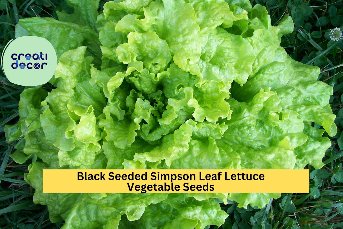 Black Seeded Simpson Lettuce Seeds – 3 Pack, Fast-Growing Heirloom Leaf Lettuce for Salads, Containers, Lactuca sativa