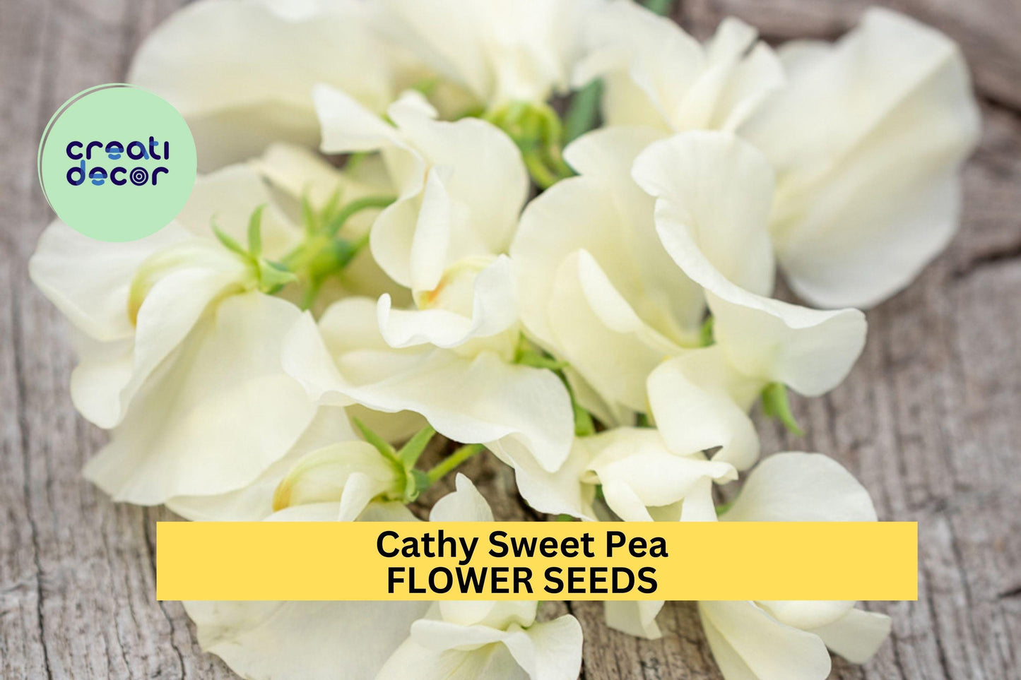 Cathy Sweet Pea Seeds – Pure White Blooms, Climbing Vine for Trellises, Weddings & Borders – Lathyrus odoratus, 50+ Seeds