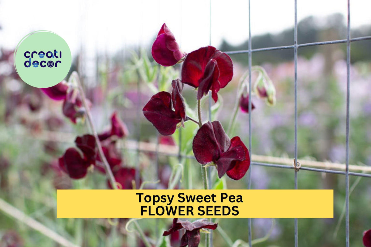 Topsy Sweet Pea Seeds – Crimson Red Blooms – Climbing Vine for Trellises, Cottage Gardens & Cut Flowers – Lathyrus odoratus