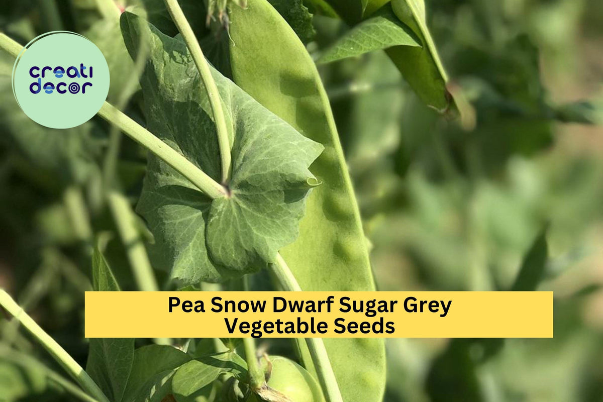 3pcs of 5g Snow Pea Dwarf Sugar Grey Seeds | Edible Pod Peas for Stir-Fries & Gardens | Pisum sativum var. macrocarpon
