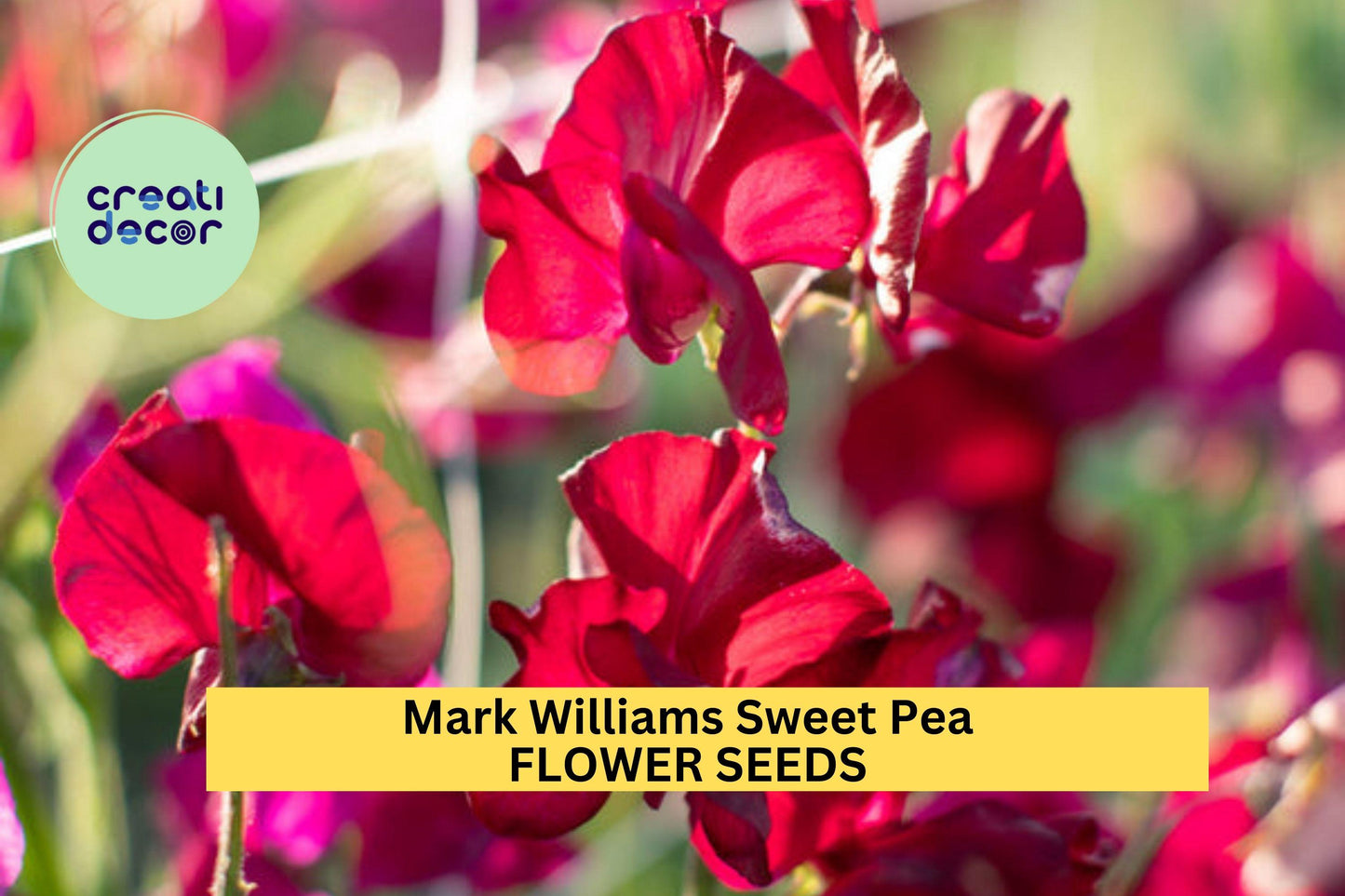 Mark Williams Sweet Pea Seeds – 50+ Rose-Pink Climbing Vines for Trellises, Bouquets & Cottage Gardens – Lathyrus odoratus