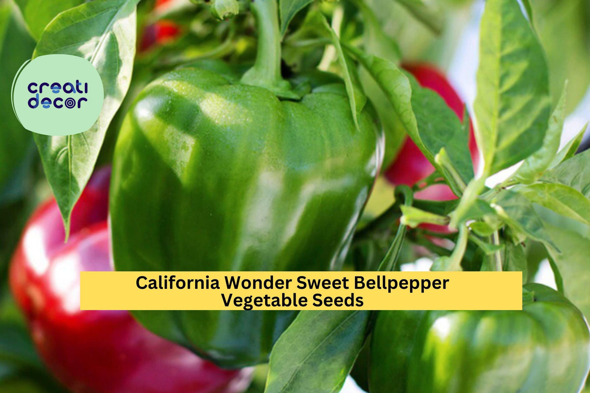 California Wonder Bell Pepper Seeds – 3 Pack, Sweet Green to Red, Capsicum annuum, Heirloom Vegetable for Garden & Container Growing