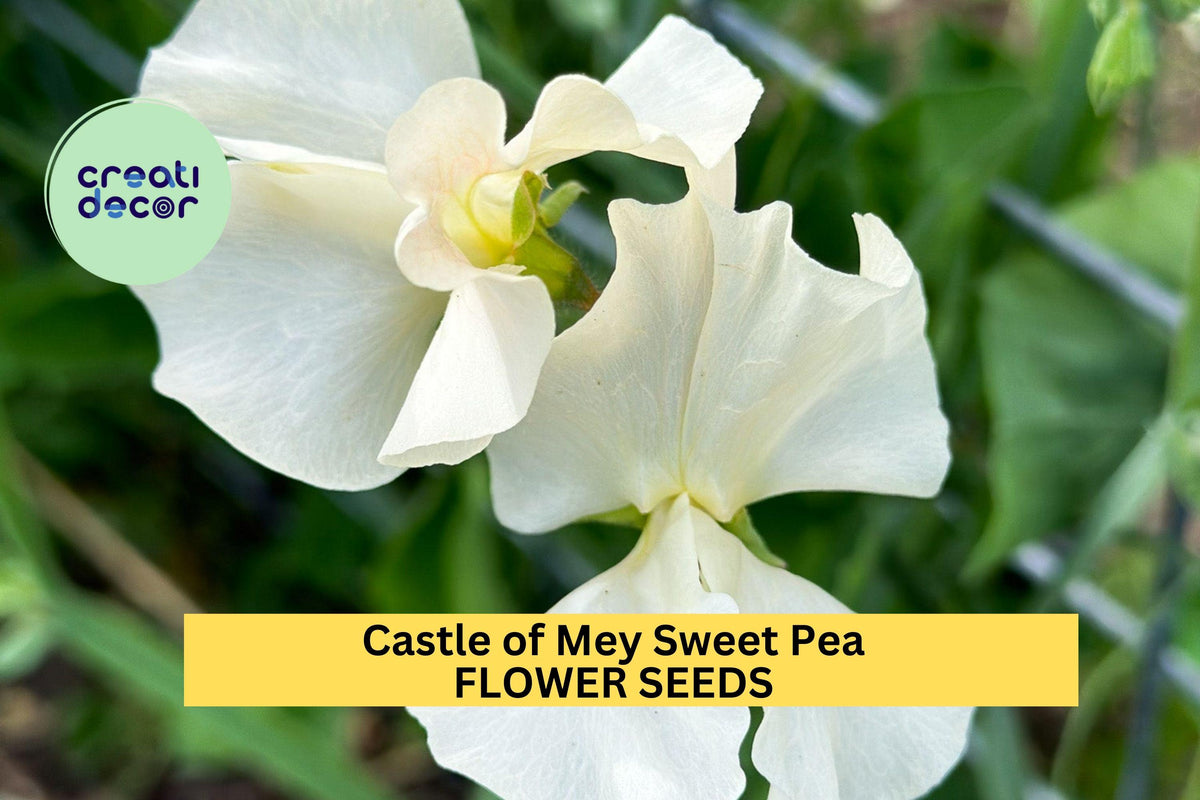 Castle of Mey Sweet Pea Seeds – Soft Pink Climbing Vine for Bouquets & Gardens – Lathyrus odoratus, 50+ Seeds