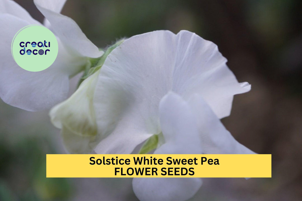 Solstice White Sweet Pea Seeds – Climbing Vine with Pure White Blooms – Lathyrus odoratus – Early-Blooming Annual for Gardens & Bouquets