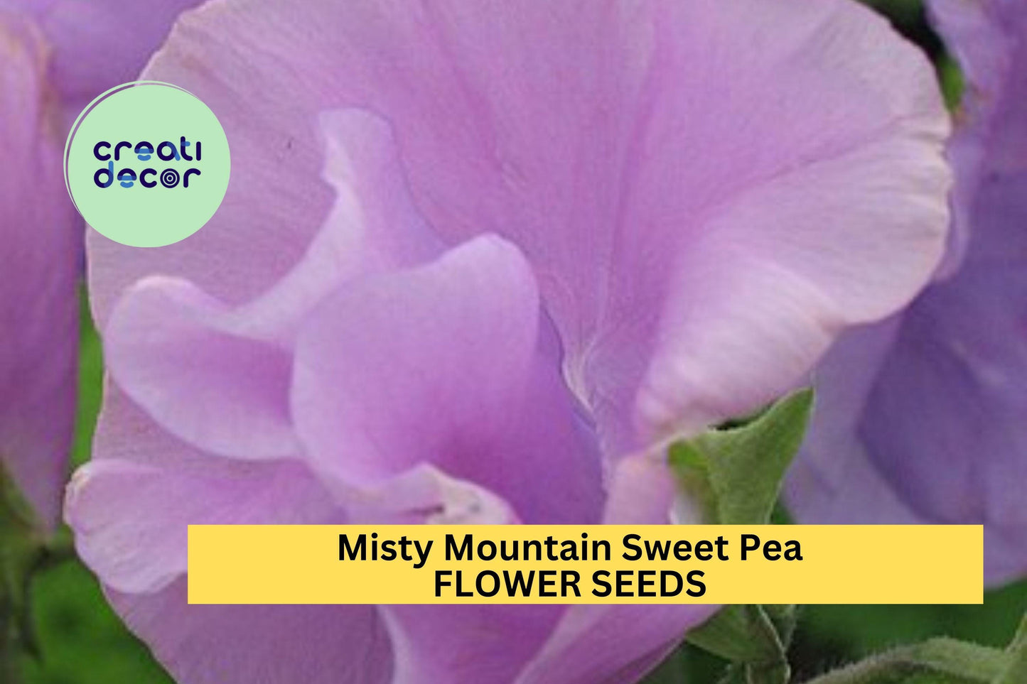 Misty Mountain Sweet Pea Seeds – Climbing Vine with Lilac & Blue Blooms – Lathyrus odoratus for Trellises, Bouquets, Cottage Gardens