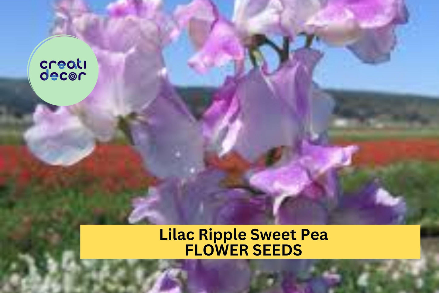 Lilac Ripple Sweet Pea Seeds – Bicolor White Lilac Ruffled Blooms Climbing Vine for Bouquets & Gardens – Lathyrus odoratus