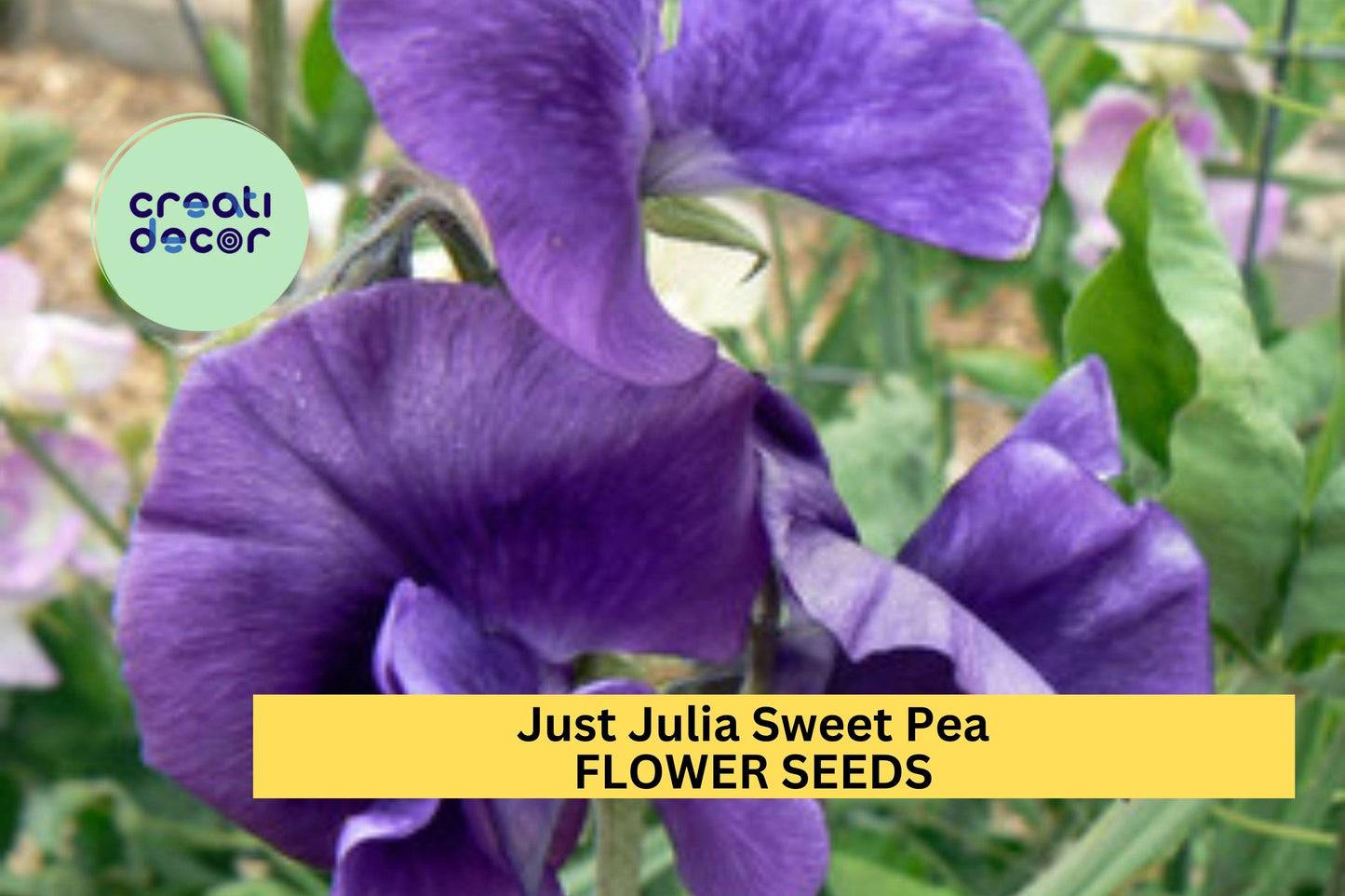 Just Julia Sweet Pea Seeds – Mid-Blue Climbing Flower Vine for Bouquets & Gardens – Lathyrus odoratus
