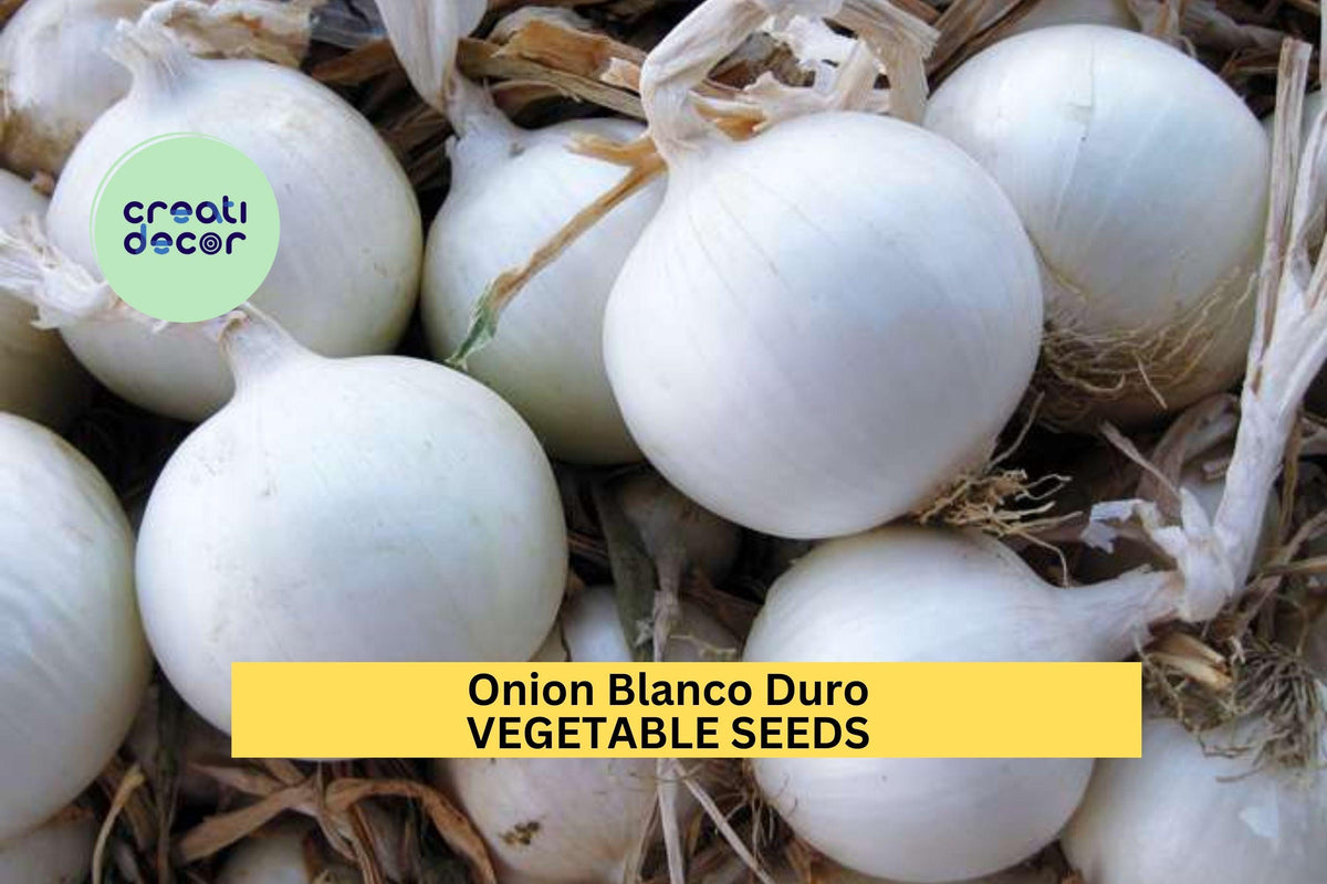 3pcs 250mg Onion Blanco Duro Seeds – White Onion Vegetable Seeds for Planting – Crisp, Firm Bulbs, Allium cepa, White Onion Seeds for Garden & Cooking