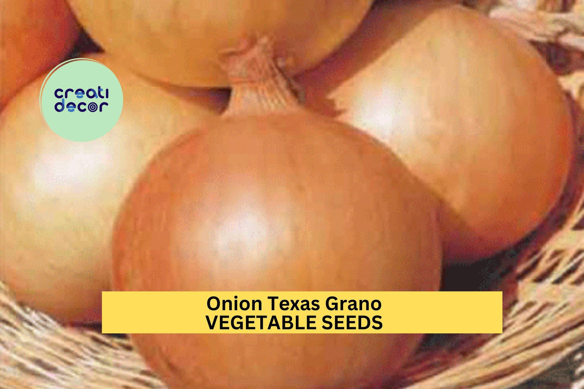 3pcs 250mg Onion Seeds Texas Grano 502 Allium cepa Yellow Sweet Bulb Vegetable Seeds
