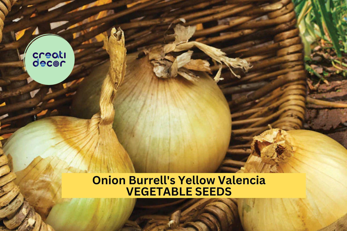 3-Pack Heirloom Onion Seeds – Burrell's Yellow Valencia Allium cepa for Salads & Summer Harvests