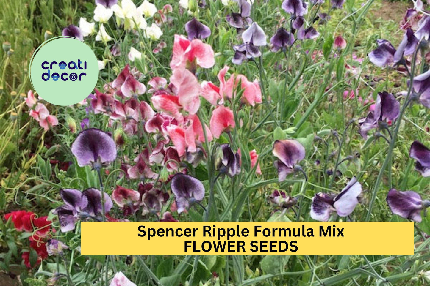 Sweet Pea Seeds – Spencer Ripple Formula Mix Bi-Color Ruffled Blooms Climbing Vine for Gardens & Bouquets – Lathyrus odoratus