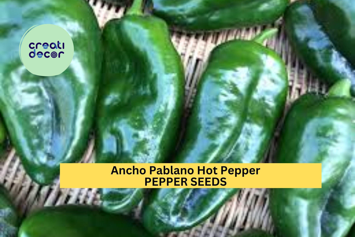3pcs Ancho Poblano Hot Pepper Seeds – Mild Chili Peppers for Roasting & Drying – Capsicum annuum, Full Sun, Vegetable Garden Planting