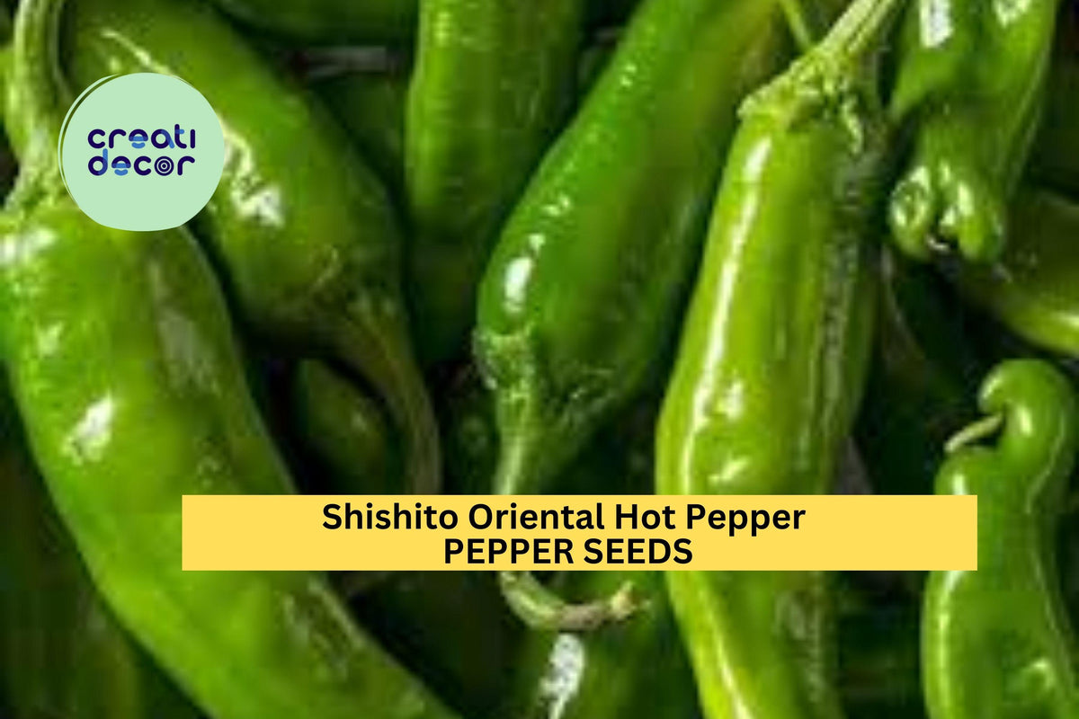 3pcs Shishito Oriental Hot Pepper Seeds – Mild, Flavorful Asian Chili – Capsicum annuum, Green to Red, Garden & Container Planting
