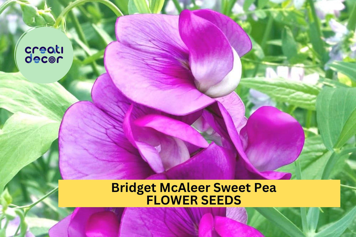 Sweet Pea Seeds 50+ Pink & White Fragrant Climbing Vines Lathyrus odoratus for Garden Trellises & Bouquets