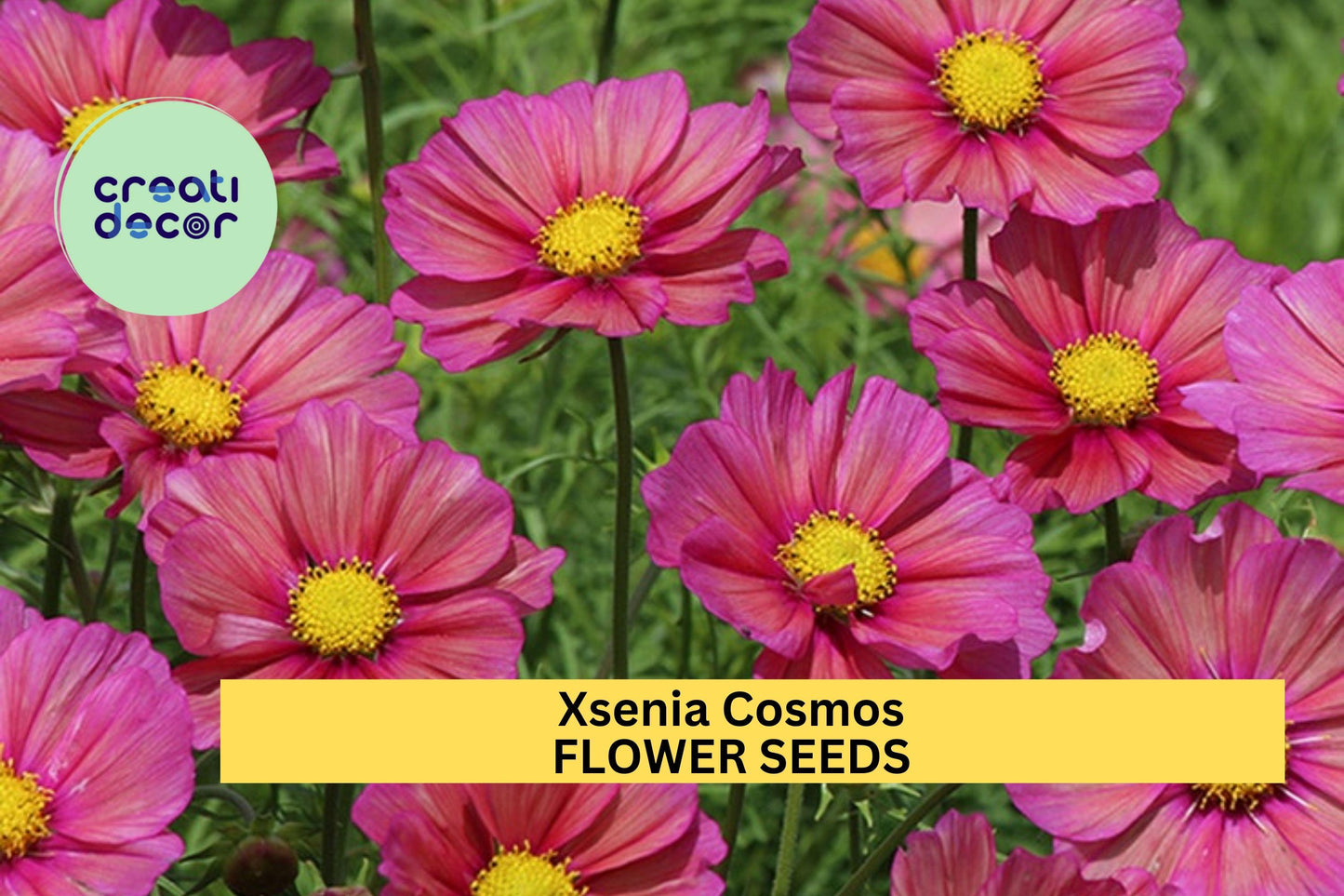 200+ Xsenia Cosmos Seeds Pink-Orange Iridescent Blooms, Compact Annual for Borders, Beds & Pollinators, Cosmos bipinnatus