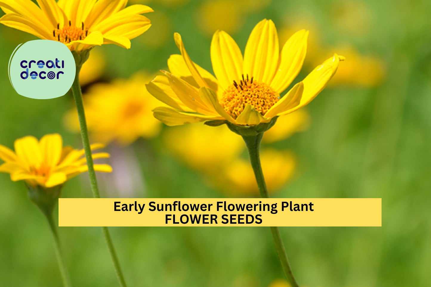 3pcs Early Sunflower Seeds – Bright Yellow Blooms, Fast-Growing Pollinator-Friendly Helianthus annuus Garden Flower Seeds