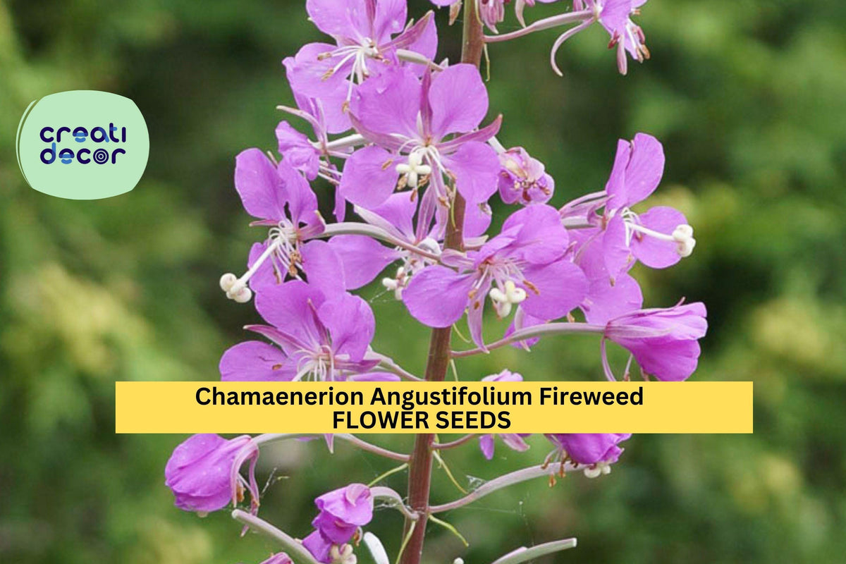 Fireweed Seeds 3-Pack – Pink-Purple Wildflowers for Native Gardens – Chamaenerion angustifolium Perennial Seed