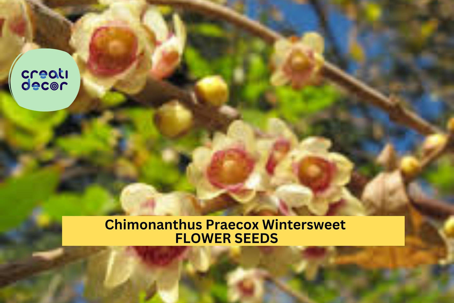 10 Seeds Chimonanthus Praecox Wintersweet Tree Seeds – Fragrant Yellow Blooms for Winter Gardens & Landscaping