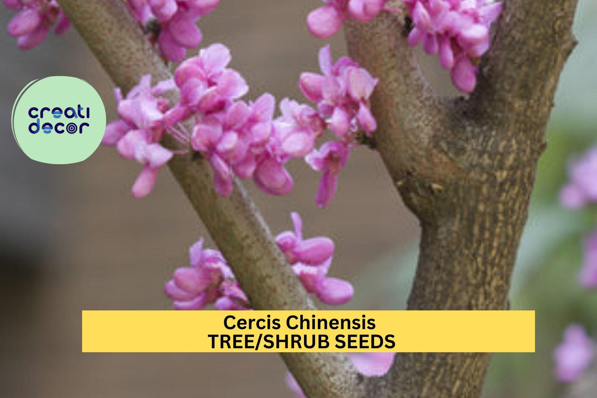3pcs Cercis chinensis Chinese Redbud Tree Seeds – Pink Flowering Ornamental Shrubs for Garden & Landscape
