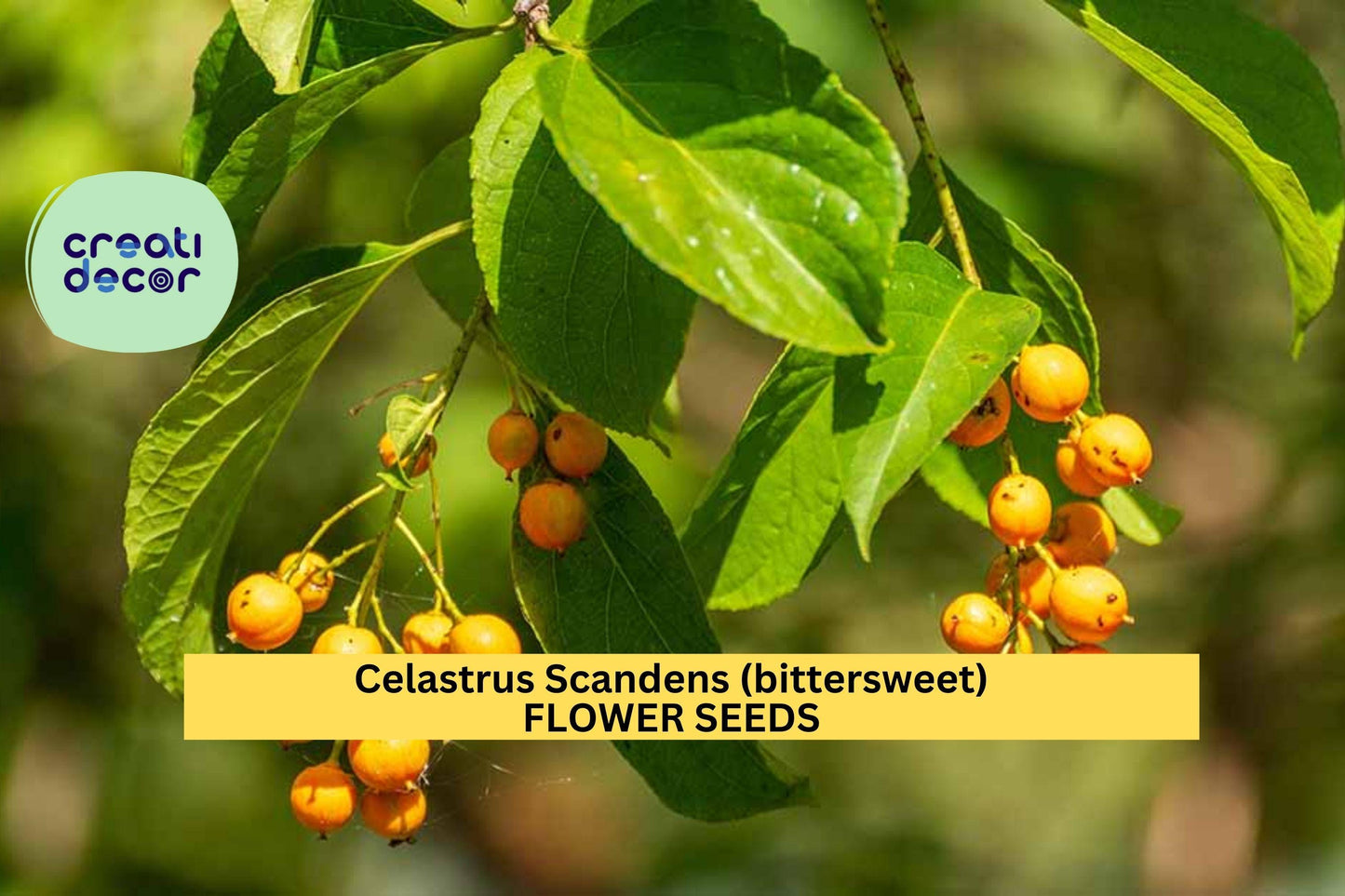Celastrus scandens Seeds – American Bittersweet Vine for Fences, Trellises & Fall Garden Displays, Native Deciduous Climber