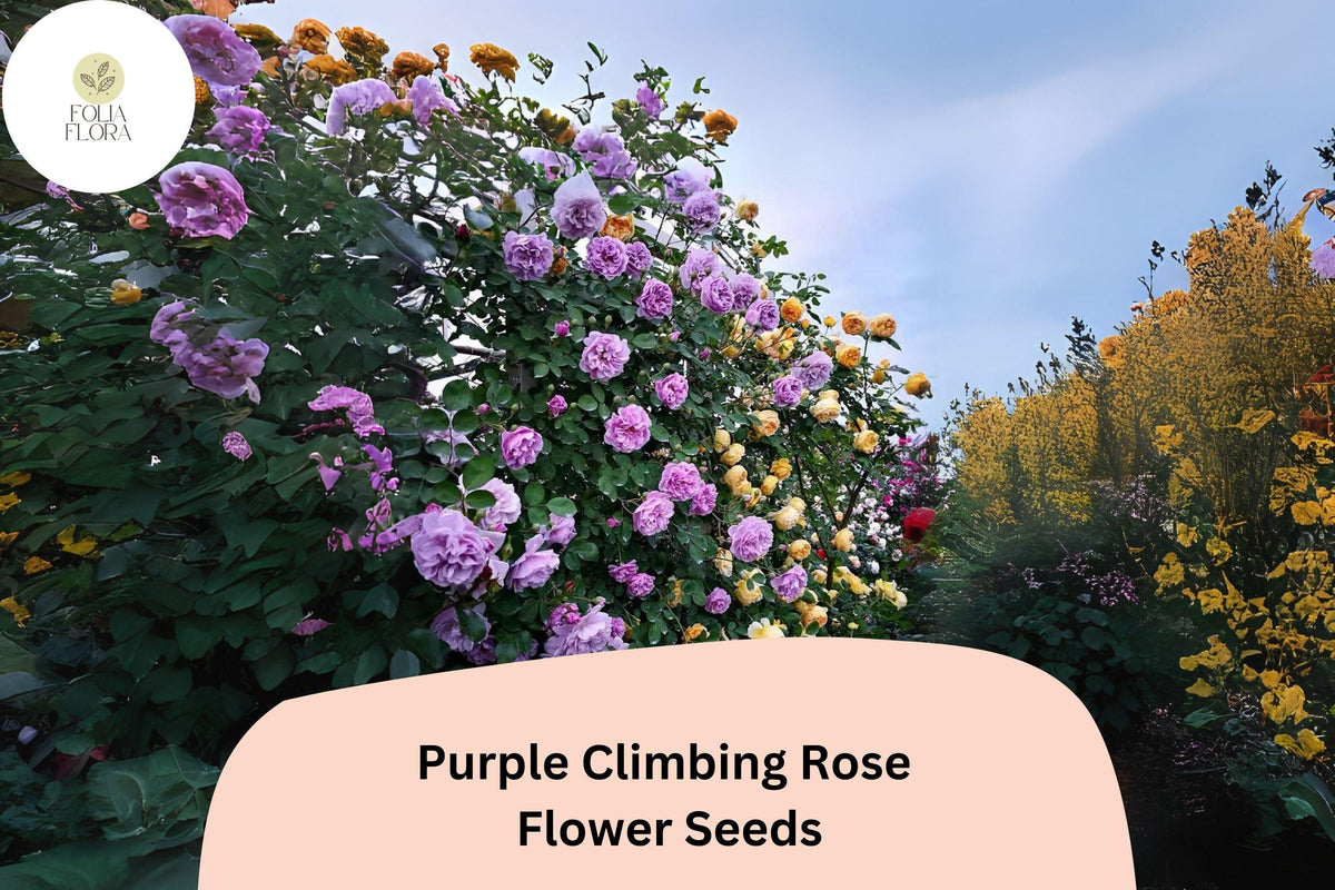 Purple Climbing Rose Seeds – Fragrant, Long-Blooming, Hardy Rosa spp. for Trellises, Fences & Gardens (20pcs)