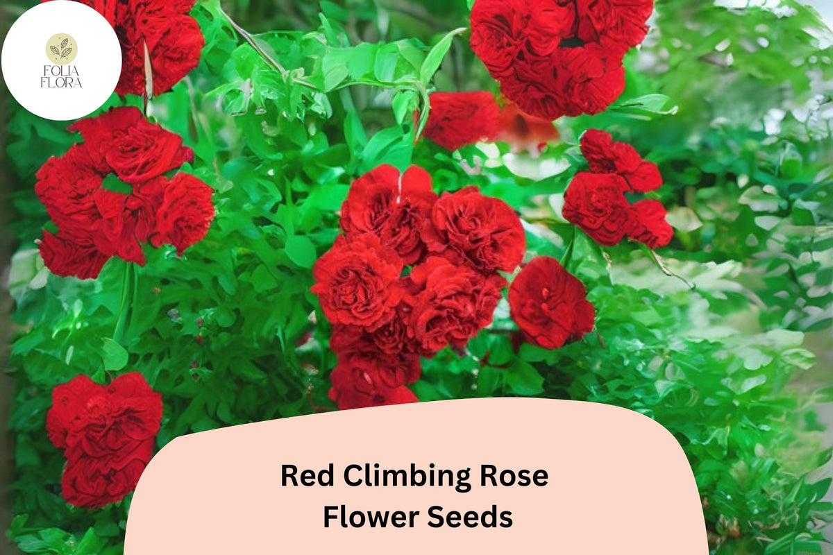Red Climbing Rose Seeds, Fragrant, Fast Growing, Rosa spp., Perennial Flowering Vine, 20 Pack