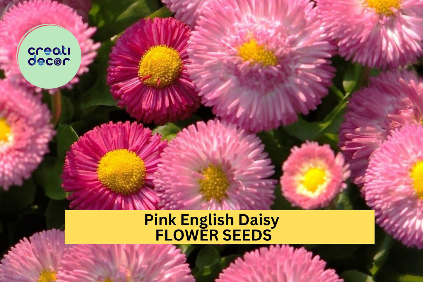 Pink English Daisy Seeds – Bellis perennis, Perennial, Pink Button-Like Blooms, Garden Borders & Containers, 200+ Seeds