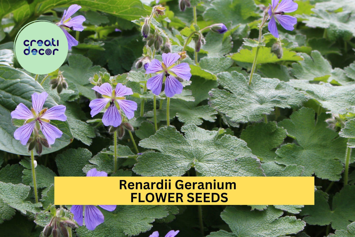 Renardii Geranium Seeds – Drought-Tolerant Perennial with Pale Violet Flowers, Textured Foliage, Geranium renardii, 25+ Seeds