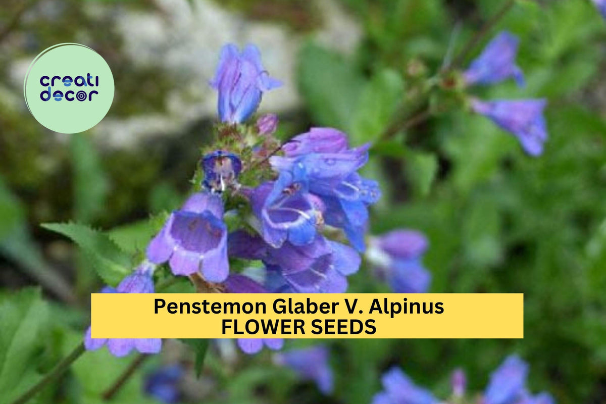 3 Pack Penstemon glaber v. alpinus Seeds – Alpine Wildflower for Pollinator Gardens & Rocky Mountain Landscapes