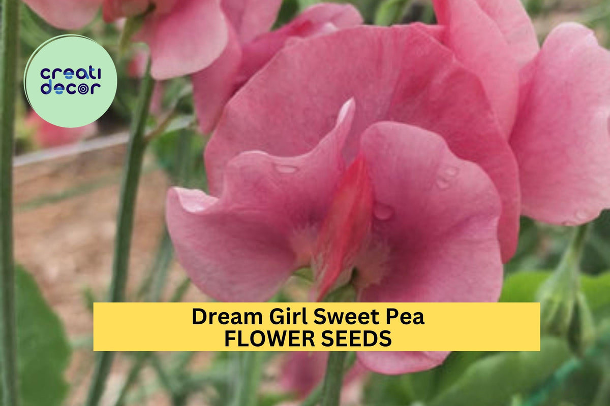 50+ Dream Girl Sweet Pea Seeds – Fragrant Climbing Vines with Blush Pink & Cream Blooms, Lathyrus odoratus for Garden Trellises & Bouquets