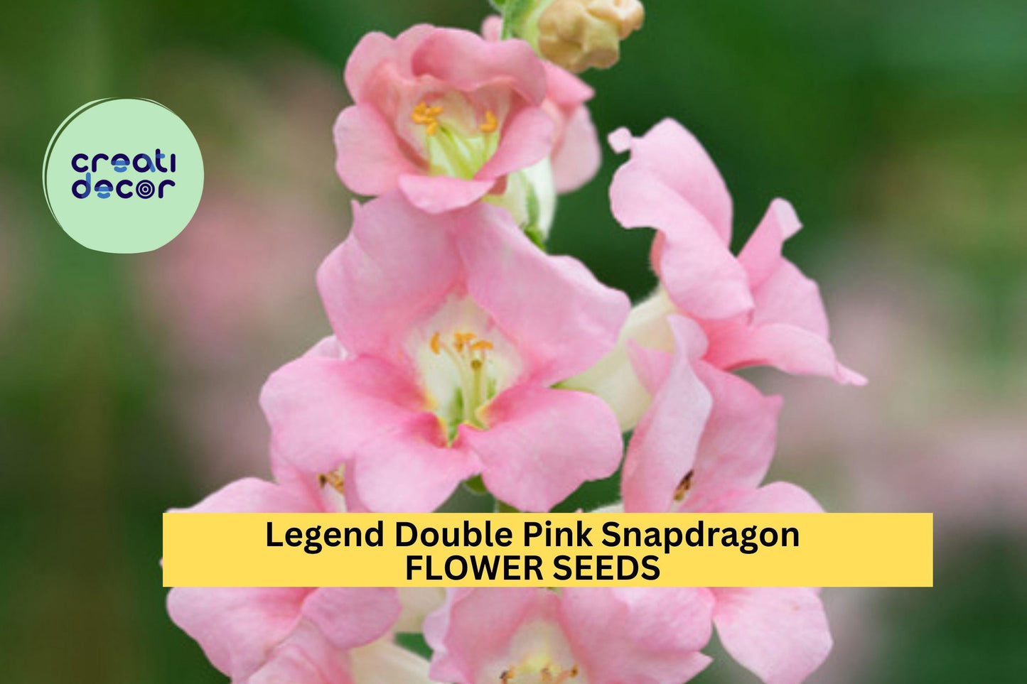 1000+ Legend Double Pink Snapdragon Seeds | Tall Ruffled Pink Blooms | Antirrhinum majus for Garden Borders & Cut Flowers