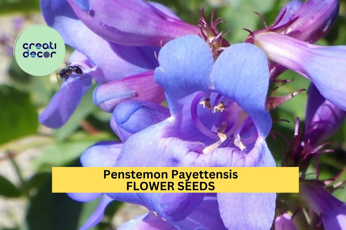 Penstemon payettensis Seeds – 3 Pack of 100mg Blue Wildflower for Pollinator Gardens, Rock Slopes & Native Landscaping