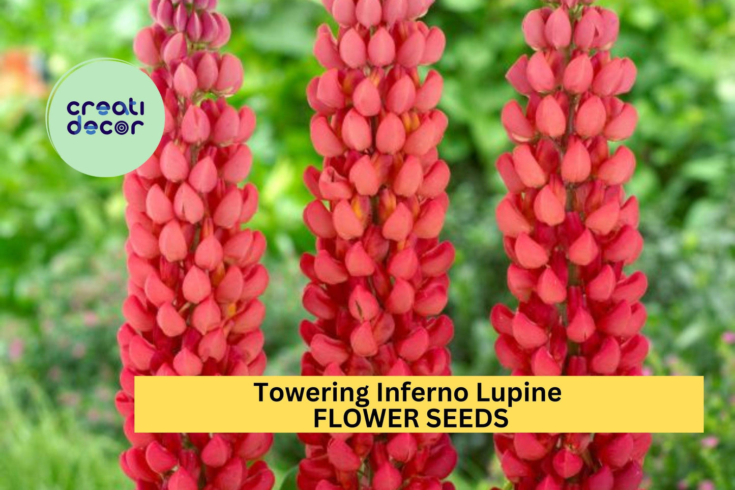 25+ Towering Inferno Lupine Seeds – Fiery Red-Orange Perennial Flowers for Pollinator Gardens, Lupinus polyphyllus