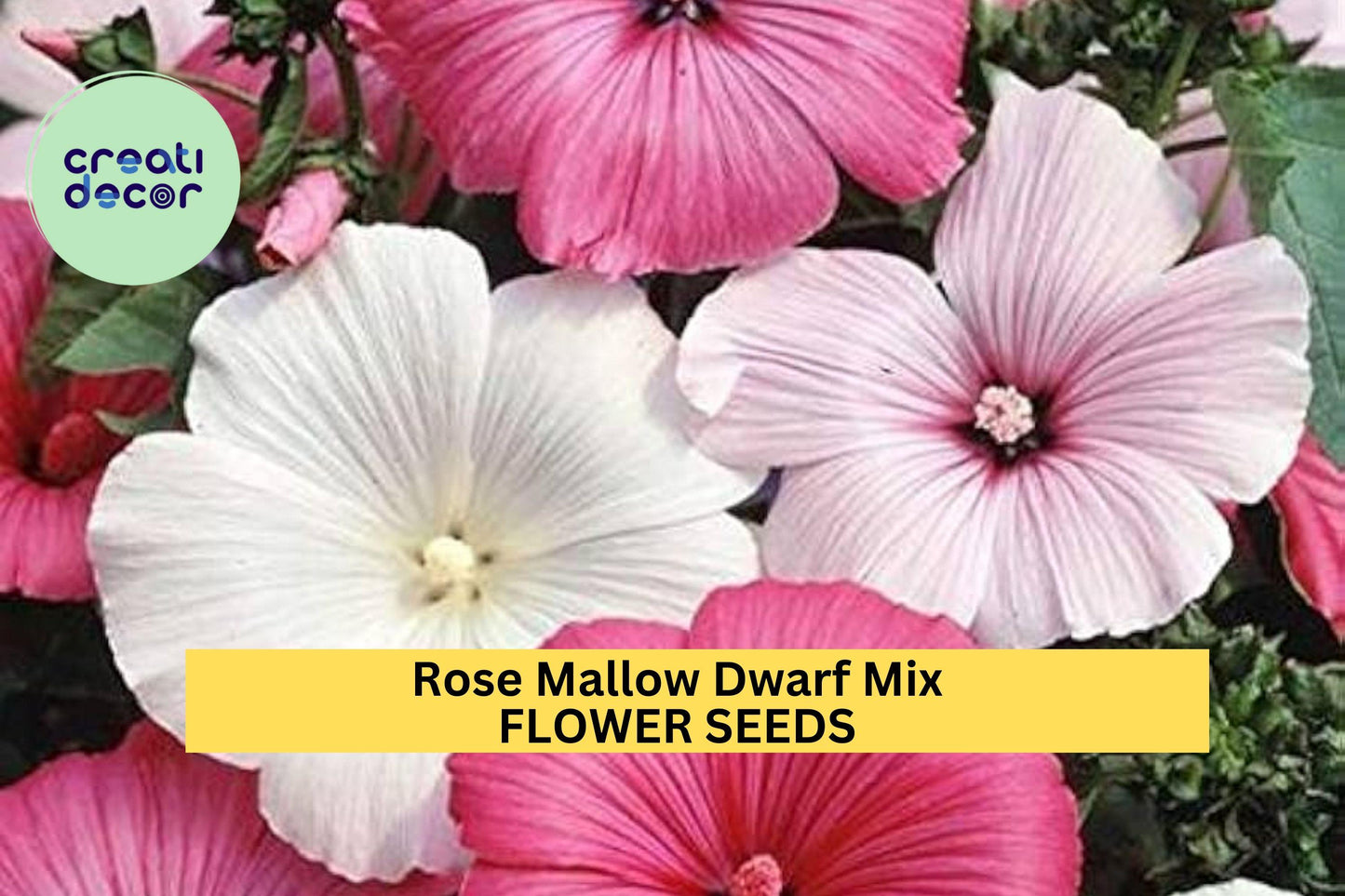 Dwarf Rose Mallow Seeds – Hibiscus moscheutos Mix for Borders, Pots & Pollinator Gardens, Vibrant Colorful Blooms